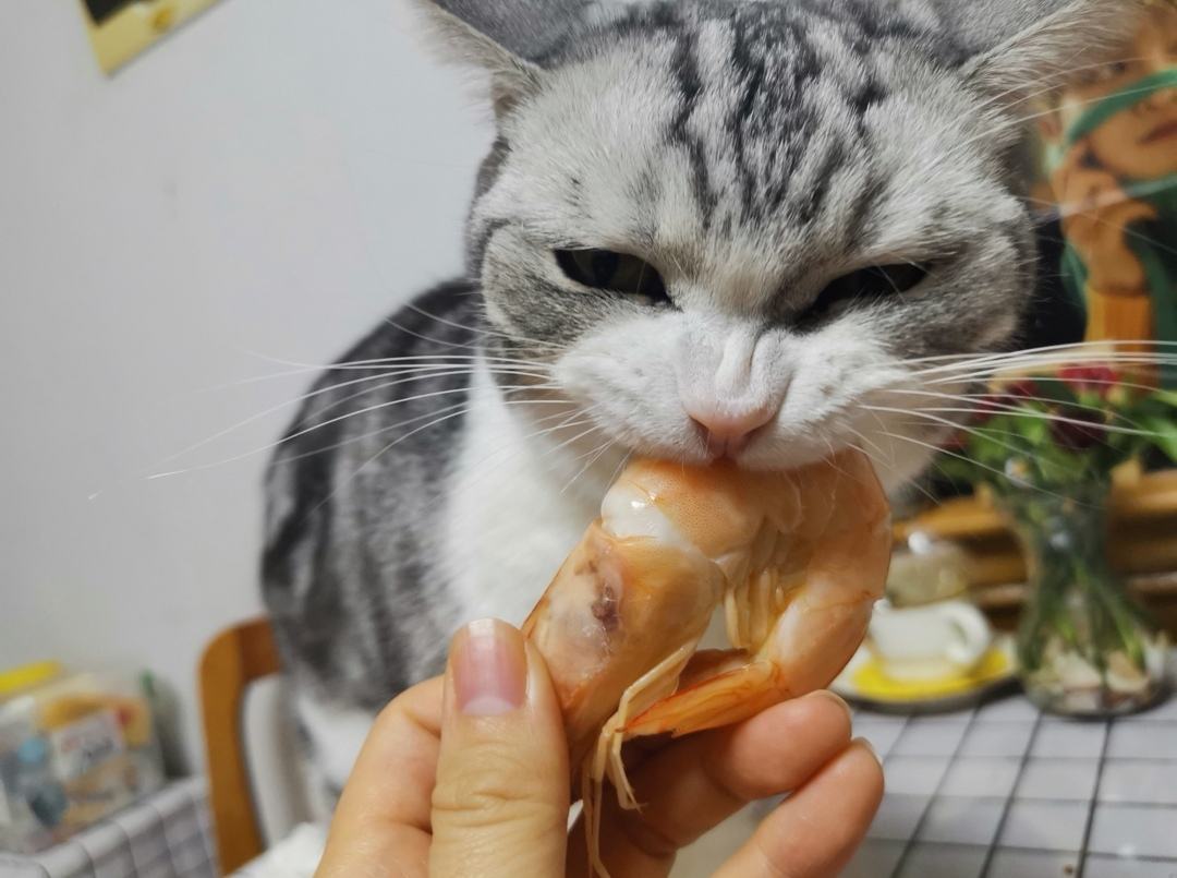 猫可以吃虾头吗