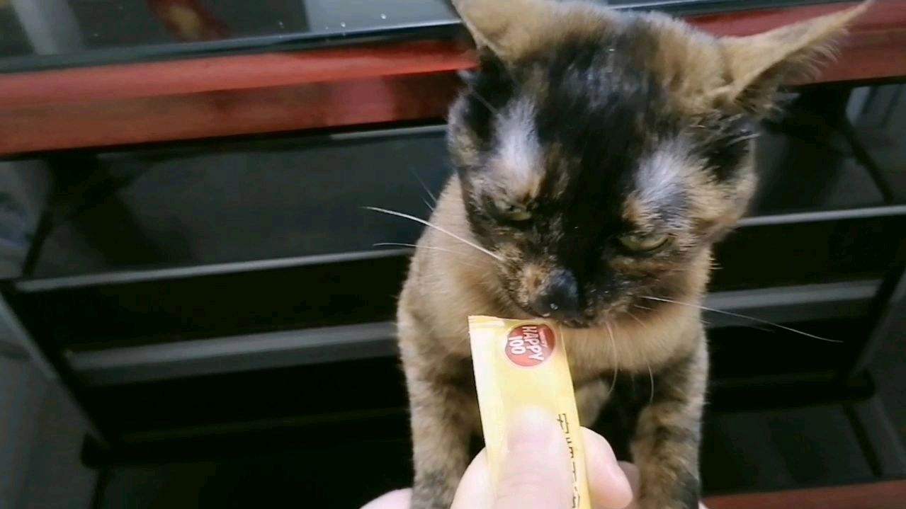 三个月的猫可以吃猫条吗