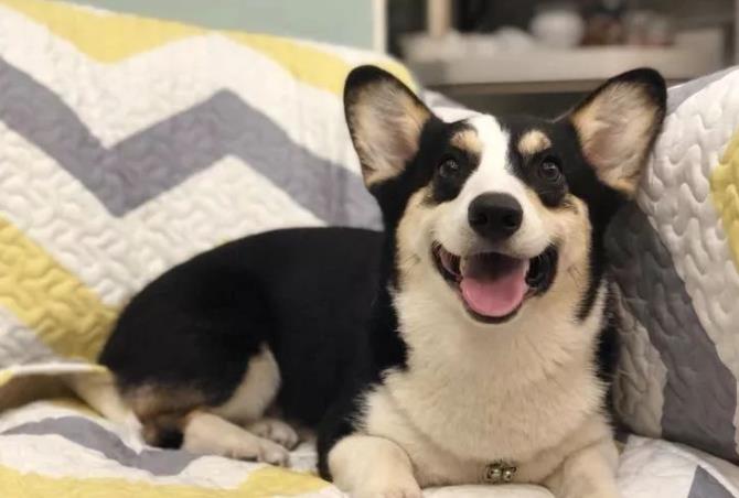 柯基为什么生下来是黑色的呢