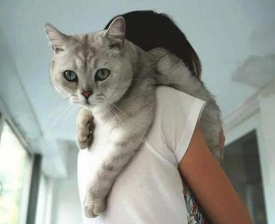 怎么抱猫猫咪不会反抗