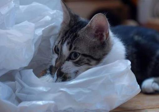 猫吃了塑料袋多久判断没事