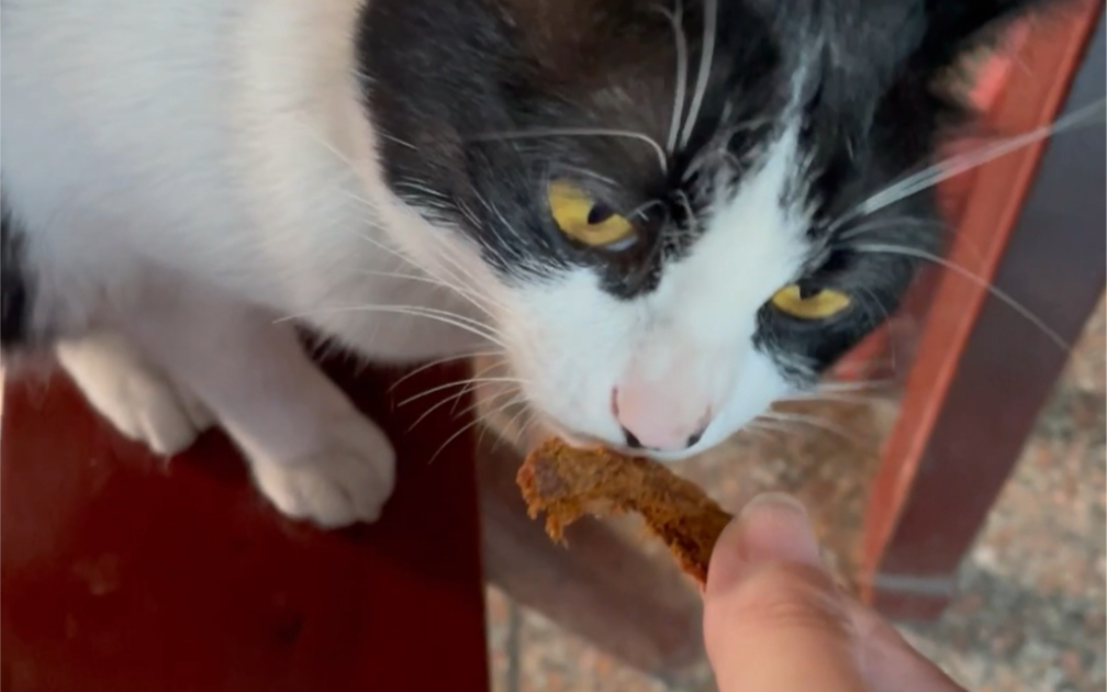 猫咪可以吃牛肉干吗