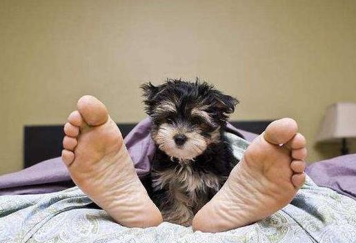 为什么狗狗喜欢舔主人的脚