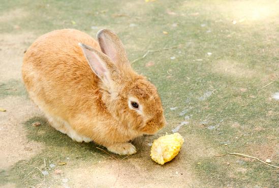 兔子可以吃玉米棒子吗