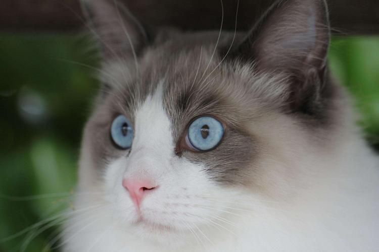 布偶貓和藍貓能生出個什麼猫