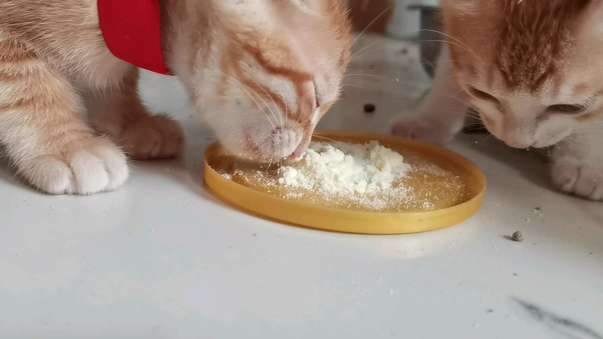 小猫吃什么奶粉比较好