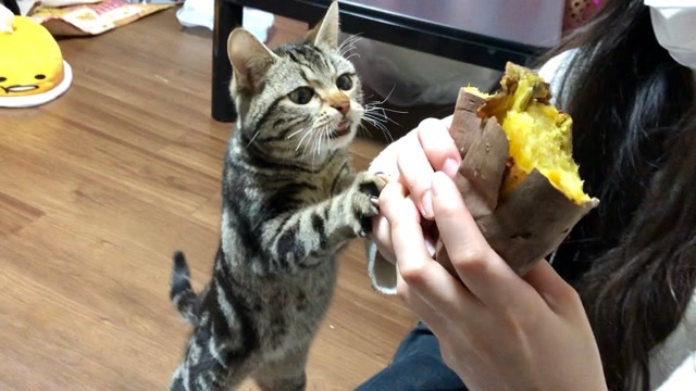 猫咪能吃烤红薯吗