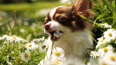 狗可以吃槐花吗