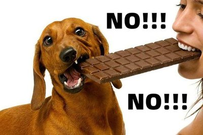 狗吃巧克力会死吗?
