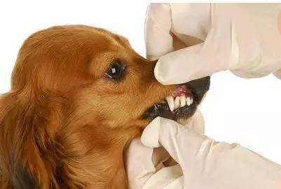 狗狗的牙齿松动怎么办