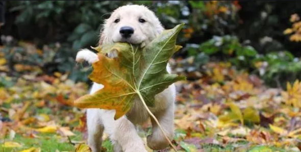 狗狗吃树叶怎么回事