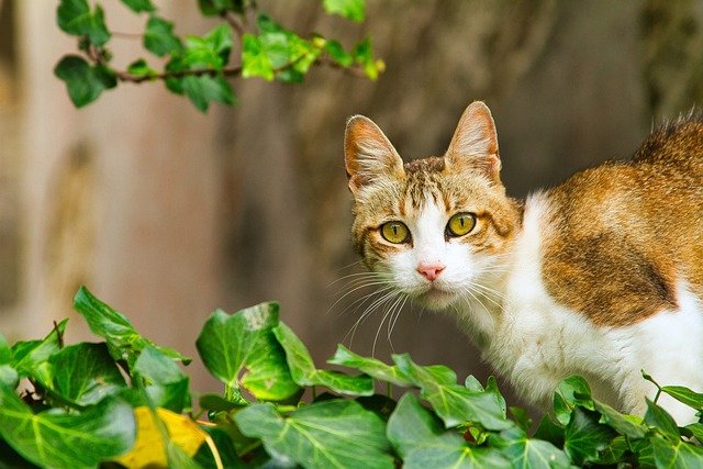 猫可以吃菠菜叶吗
