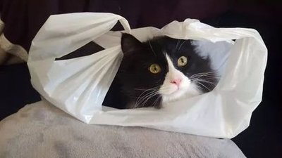 猫吃塑料袋怎么回事