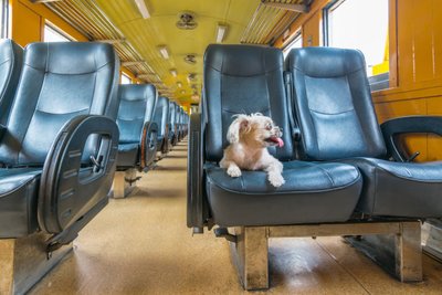 火车上可以带小狗吗
