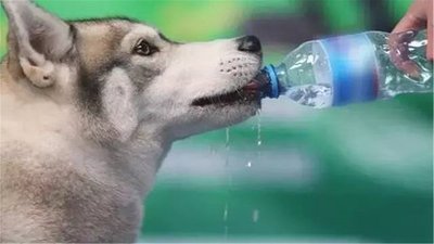 狗不爱喝水是为什么