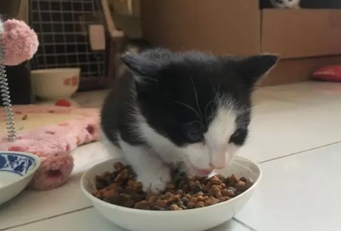 一个半月小猫一天吃几粒猫粮
