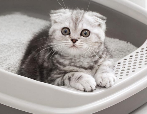 怎么教猫用猫砂上厕所