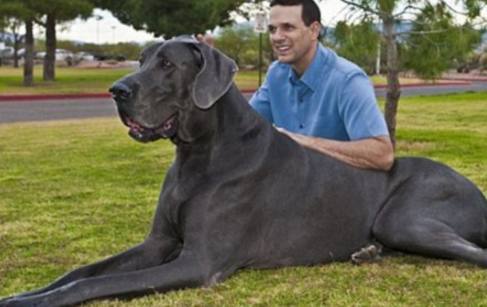 最大的狗有多少厘米