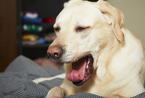 狗狗咳嗽怎么办？