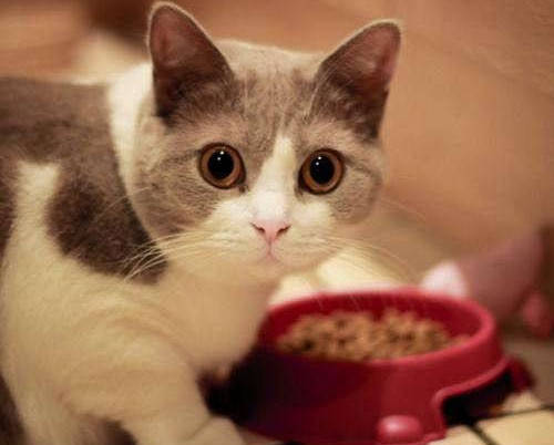 猫咪五六天不吃东西怎么办