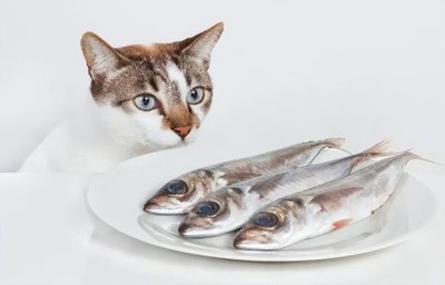 猫咪吃鱼油多久见效不掉毛