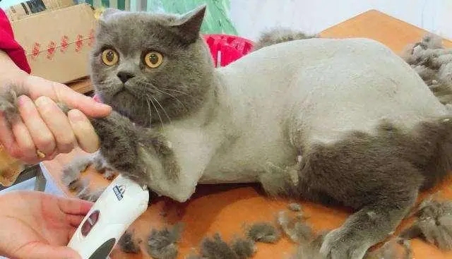 怎么给猫剃毛不反抗