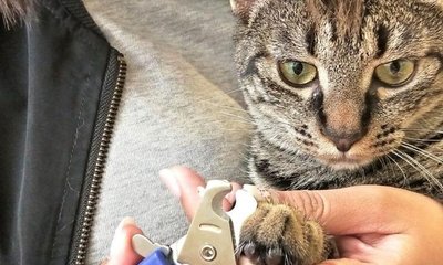 怎么给猫咪剪指甲