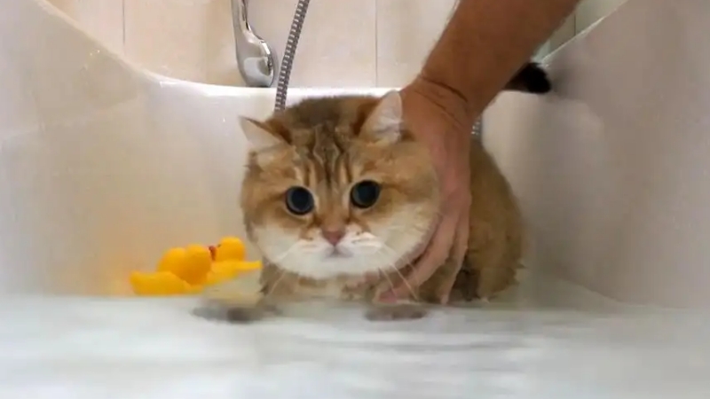 怎么给猫洗澡他不乱动