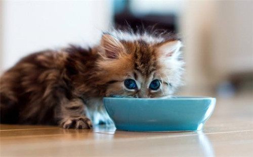 怎么给猫补充营养