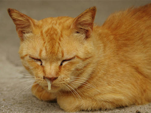 有猫鼻支的猫能活多久