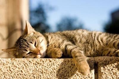 猫为什么喜欢晒太阳