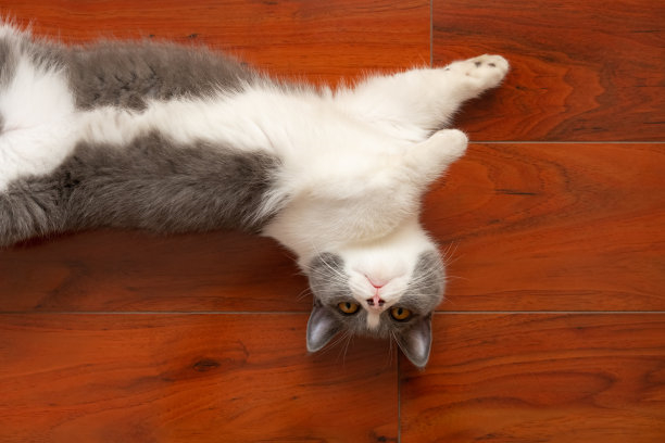 猫为什么宁愿睡地板也不睡床