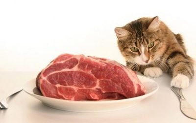 猫为啥不能吃羊肉