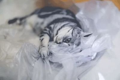 猫吃了塑料条能拉出来吗