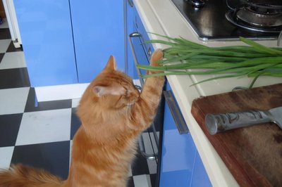 猫吃了点小葱怎么办