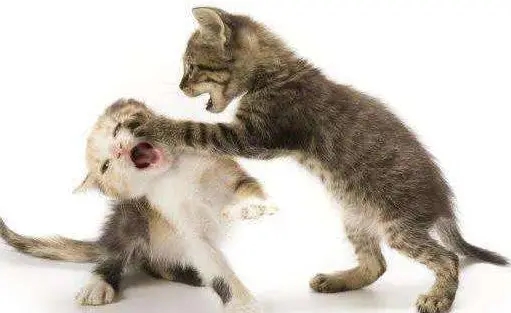 两只猫打架什么原因