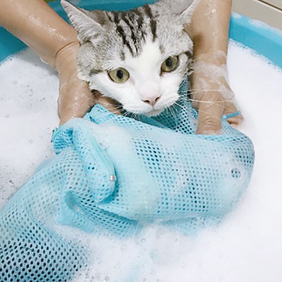 猫咪洗澡注意什么 给猫猫洗澡要注意的事情
