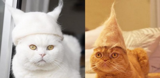 猫咪毛发怎么梳理 猫咪毛发梳理步骤