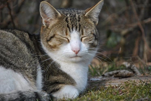 猫咪白内障是什么原因宠物猫白内障治疗_小可爱宠物网