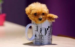 茶杯泰迪犬多少钱一只 茶杯泰迪犬价格