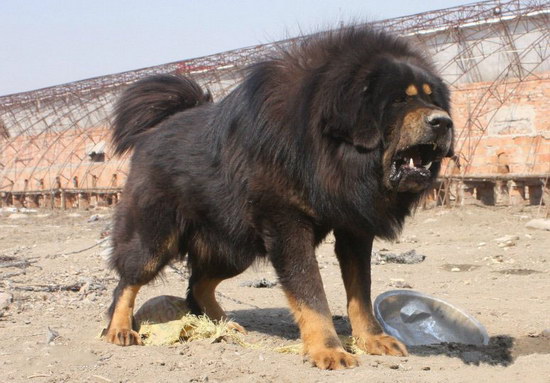 世界上最大的狗是什么品种世界上最大的狗排名top10 小可爱宠物网