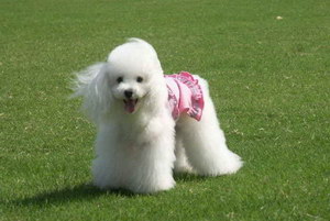 贵宾犬什么东西不能吃 贵宾犬不能吃的食物介绍