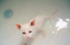 怎么训练猫洗澡 猫咪乖乖洗澡小技巧