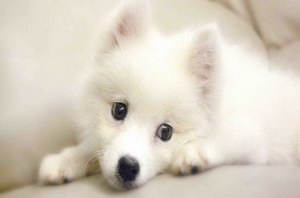 银狐犬价格是多少钱 纯种银狐犬多少钱一只