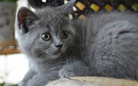 英国短毛猫怎么养 英短喂养秘诀