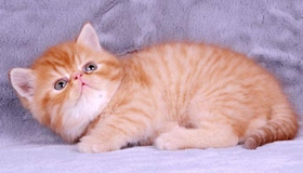 加菲猫怎么洗澡 异国短毛猫洗澡注意事项