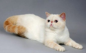 如何养胖加菲猫 加菲猫饲养注意事项