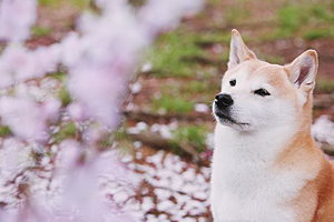 柴犬怎么美容 柴犬美容技巧