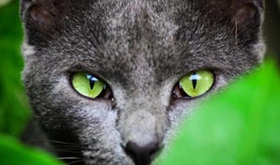 俄罗斯蓝猫不能吃什么 俄罗斯蓝猫喂食注意事项