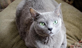 俄罗斯蓝猫怎么洗澡 蓝猫洗澡方法